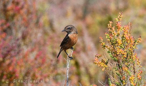 Stonechat