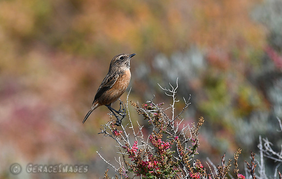 Stonechat