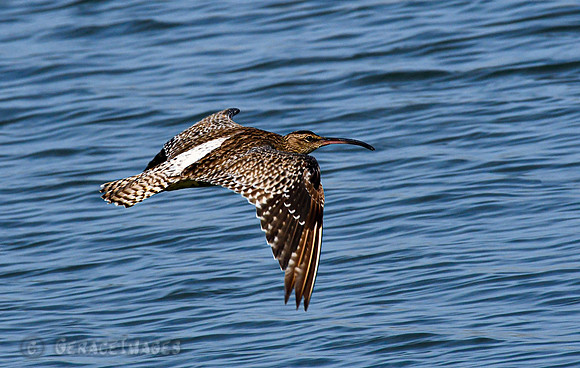 Whimbrel