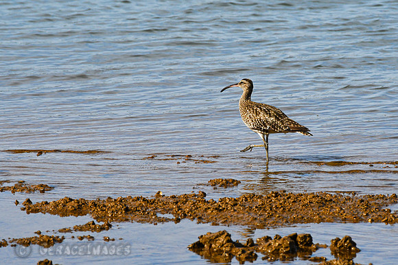 Whimbrel