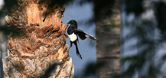 Eurasian Magpie