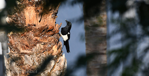 Eurasian Magpie