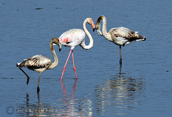 Greater Flamingos