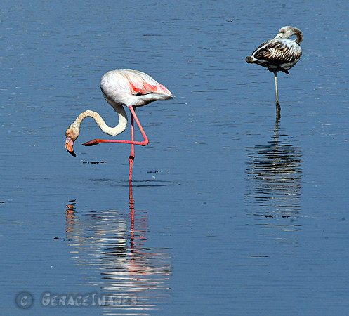 Greater Flamingos