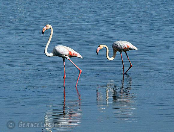 Greater Flamingos