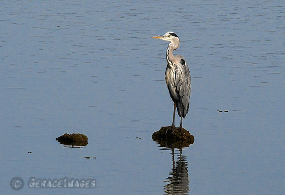 Grey Heron