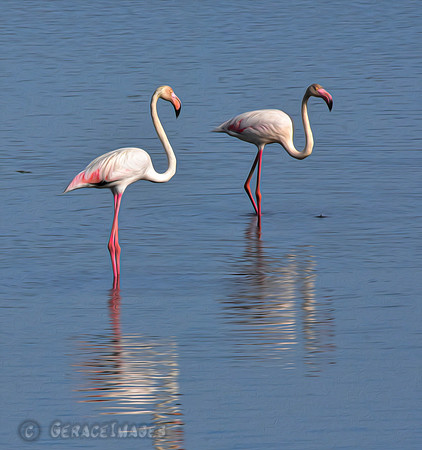 Greater Flamingos