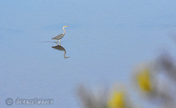 Grey Heron