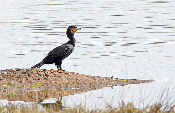 Great Cormorant