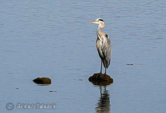 Grey Heron