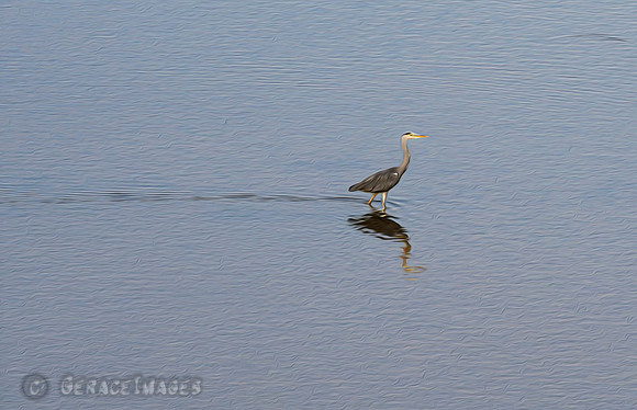 Grey Heron