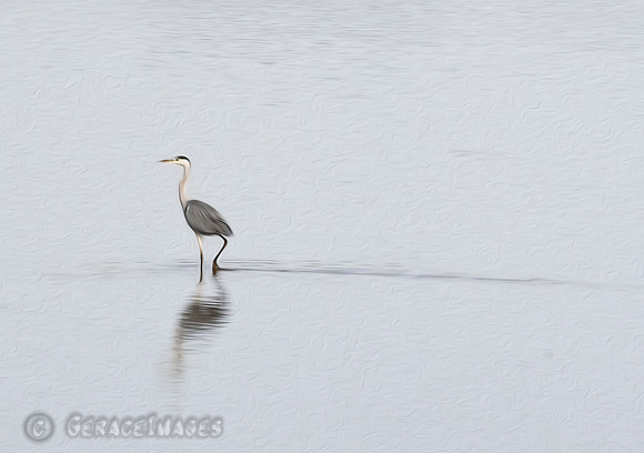 Grey Heron