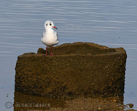 Black-headed Gull