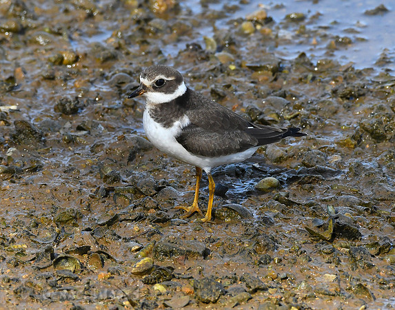 RInged Plover