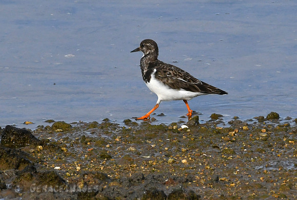 Ruddy Turnstone