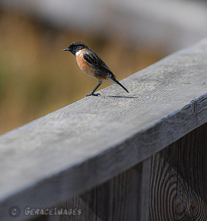 Stonechat