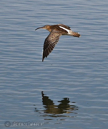 Whimbrel