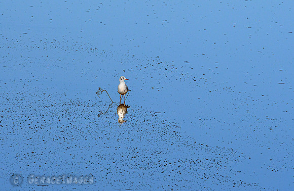 Black-headed Gull