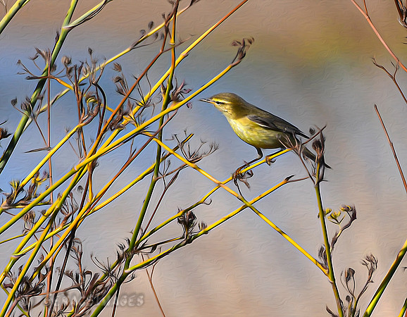 Willow Warbler