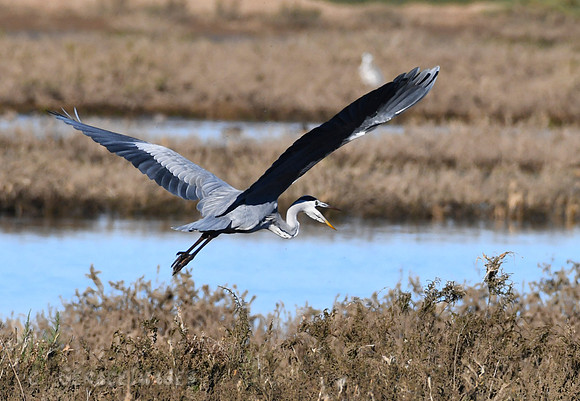Grey Heron