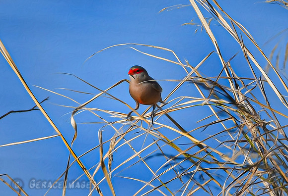 Waxbill