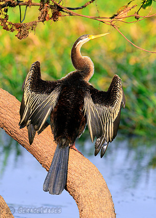 Austrailasian Darter