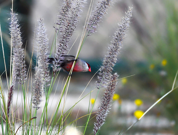 Waxbill