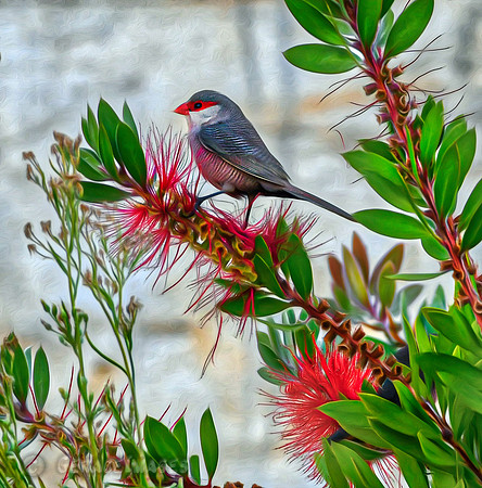 Waxbill