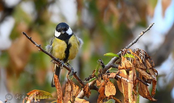 Great Tit