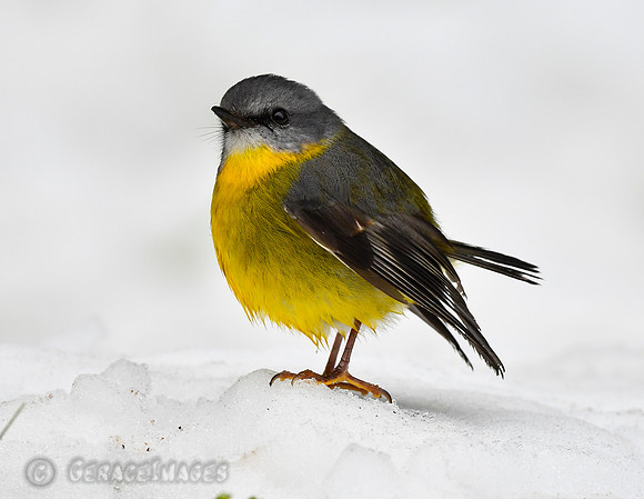 Eastern Yellow Robin in the snow at Mount Donna Buang.