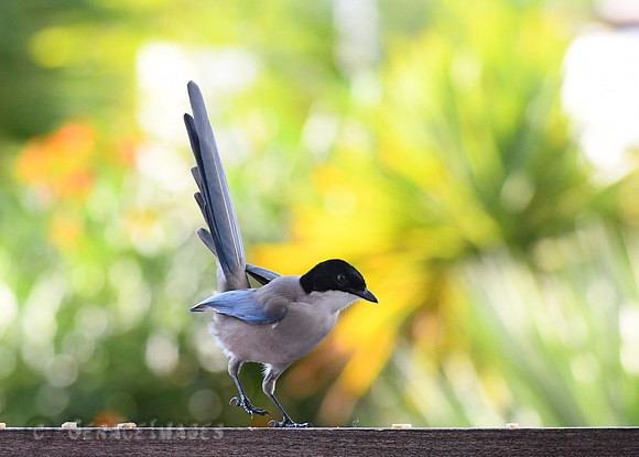 Iberian (Azure-winged) Magpie