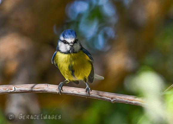 Blue Tit