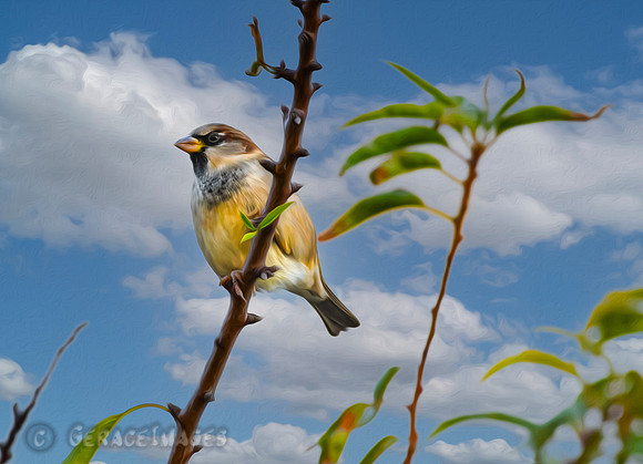 Sparrow