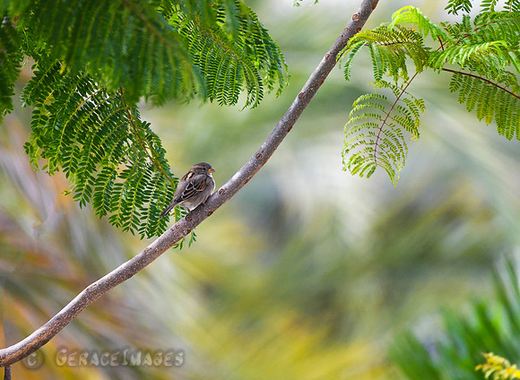 Sparrow