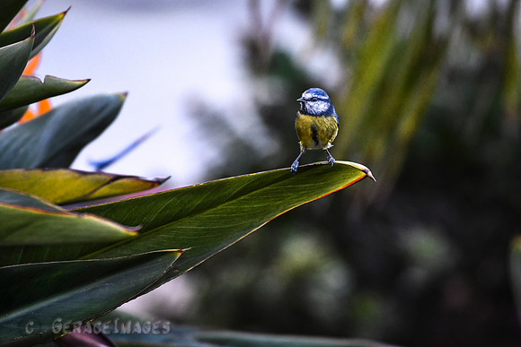Blue Tit