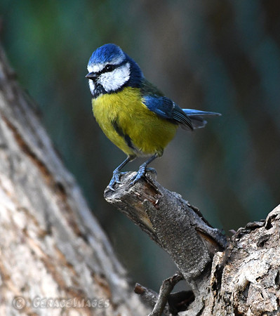 Blue Tit