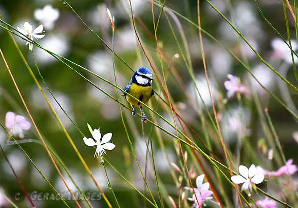 Blue Tit