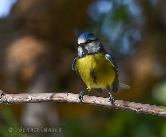 Blue Tit