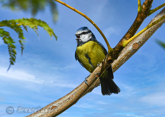 Blue Tit