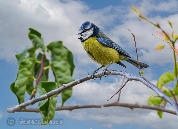 Blue Tit