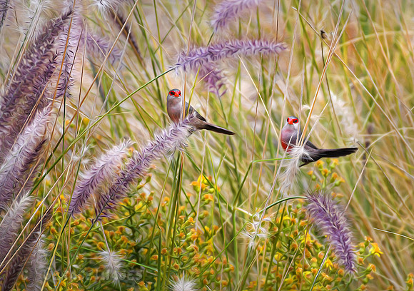 Waxbills