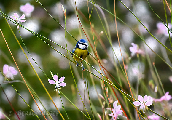 Blue Tit