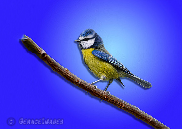 Blue Tit