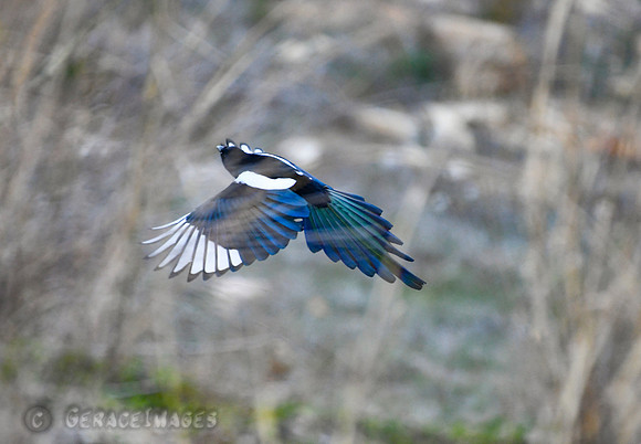 Eurasian Magpie
