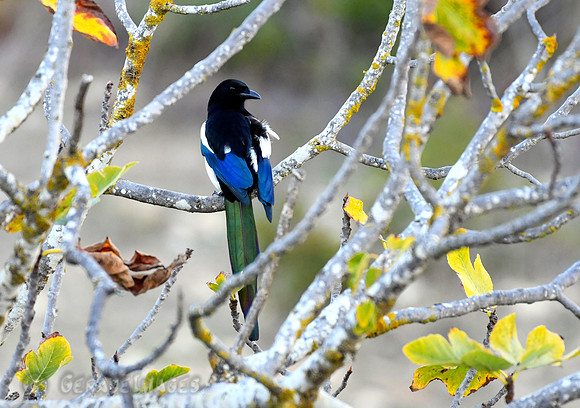Eurasian Magpie