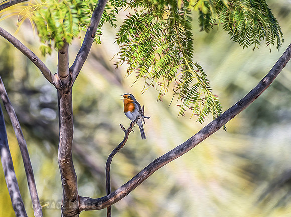 Robin