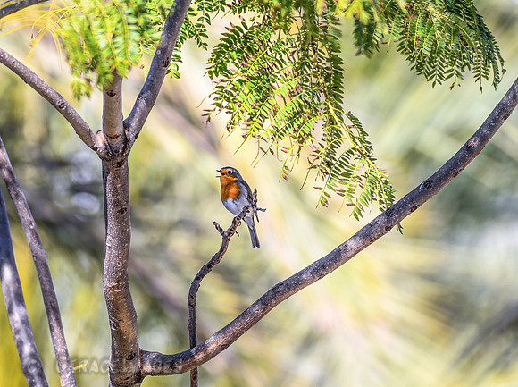 Robin