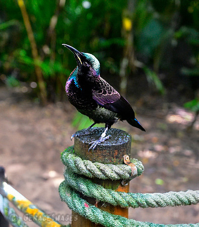 Male Victoria's Riflebird