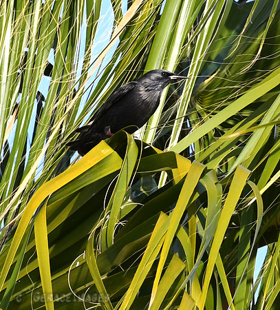 Spotless Starling