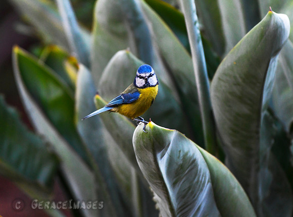 Blue Tit